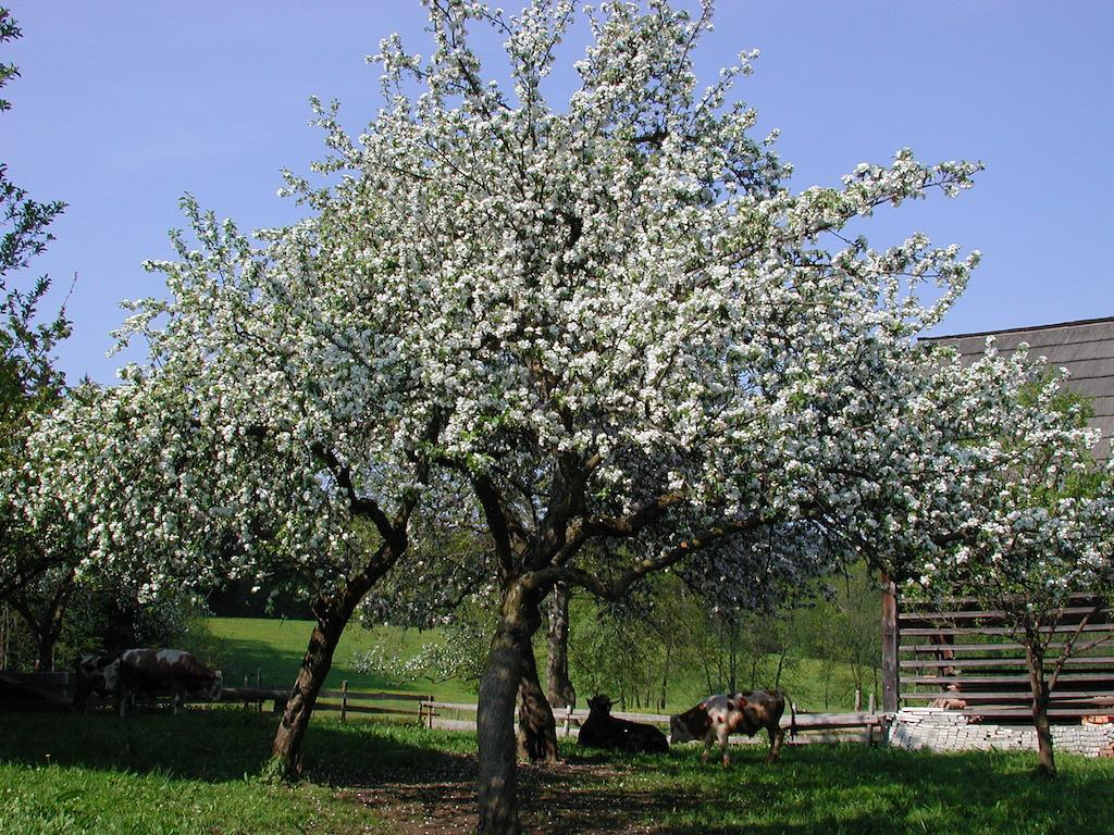 Farm Stay Rotovnik - Plesnik Slovenj Gradec Exterior foto